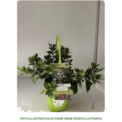 1 VÄXTER AV GARDENIA JASMINOIDES PINWHEEL I KRUKA 19CM, UTOMHUSVÄXTER, EVERGREEN