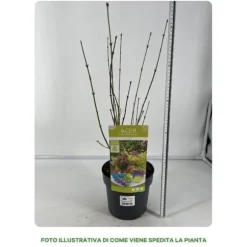 1 VÄXTER AV MAPLE PALMATUM FESTIVAL TRE FÄRGER KÄRL 19CM UTOMHUSVÄXTER