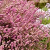 1 VÄXTER ERICA DARLEYENSIS I SKÅL 15 CM ASSORTERADE FÄRGER, UTOMHUSVÄXTER, FJÄDERGRÖN, BALKONBLUMMAR