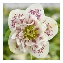 1 VÄXTER HELLEBORUS ORIENTALIS PEARL BIANCO I 14CM KRUKA, UTEMEDEL, STÄNDIGGRÖN, BALKONGBLOMMAR