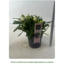 1 VÄXTER HELLEBORUS ORIENTALIS PEARL BIANCO I 14CM KRUKA, UTEMEDEL, STÄNDIGGRÖN, BALKONGBLOMMAR