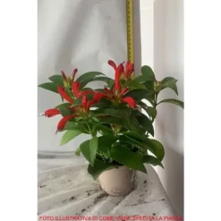 1 VÄXTHUS AESCHYNANTHUS CARINA KRUKA 11CM