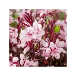 1 VÄXTI AV GAURA KRUKA 14CM