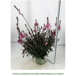 1 VÄXTI AV GAURA KRUKA 14CM