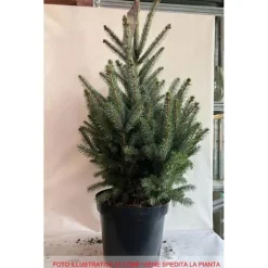 1 VÄXTLING AV SILVERGRAN I KRUKA 32CM DVÄRGNÅL