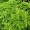 1 VÄXTPLAN ELLER ASPARAGUS PLUMOSUS KRUKA 12CM inomhus asparagina