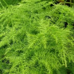 1 VÄXTPLAN ELLER ASPARAGUS PLUMOSUS KRUKA 12CM inomhus asparagina