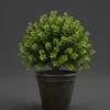 1 VÄXTS BUXSUS I KRUKA 19CM UTEVÄXT