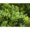 1 VÄXTS BUXUS SEMPERVIRENS KRUKA 8CM