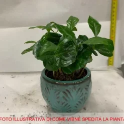 1 VÄXTS CAFEA ARABICA KAFFEVÄXT I KERAMIKKOPP ASSORTERADE FÄRGER 9CM