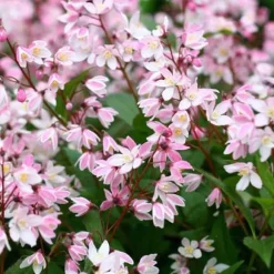 1 VÄXTS DEUTZIA ROSEA CHERRY BLOSSOM I KRUKA 18CM, UTEVÄXTER, LÖVVERK.