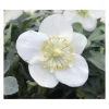 1 VÄXTS HELLEBORUS CHRISTMAS CAROL I KRUKA 15CM, UTOMHUSVÄXTER, EVIGGRÖN, BALKONGBLOMMAR