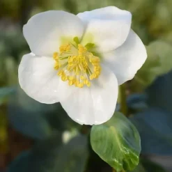 1 VÄXTS HELLEBORUS JULSÅNG I KRUKA 15CM, UTOMHUSVÄXTER, STÄNDIGGRÖN, BALKONGBLOMMAR