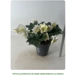 1 VÄXTS HELLEBORUS JULSÅNG I KRUKA 15CM, UTOMHUSVÄXTER, STÄNDIGGRÖN, BALKONGBLOMMAR