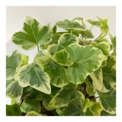 1 VÄXTS I EDERA WHITE WONDER I KRUKA 9CM klättrande inomhusplanta som renar luften