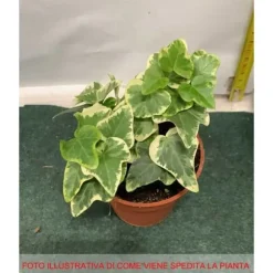 1 VÄXTS I EDERA WHITE WONDER I KRUKA 9CM klättrande inomhusplanta som renar luften