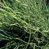 1 VÄXTS JUNCUS SPIRALIS I KRUKA 16CM, UTEVÄXTER, PERENNE