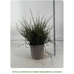 1 VÄXTS JUNCUS SPIRALIS I KRUKA 16CM, UTEVÄXTER, PERENNE