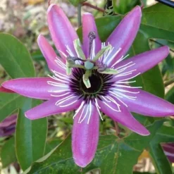 1 VÄXTS PASSIFLORA VICTORIA I KRUKA 17CM, UTOMHUSVÄXTER, KLOVARNAR