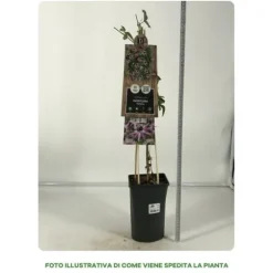 1 VÄXTS PASSIFLORA VICTORIA I KRUKA 17CM, UTOMHUSVÄXTER, KLOVARNAR