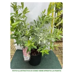 1 VÄXTSALIX SALICE FLAMINGO KRUKA 18CM