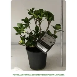 1 VÄXTSKÄDD HYDRANGEA MACROPHYLLA MERVEILLE I KRUKA 18CM, UTEVÄXTER, DECIDUOUS