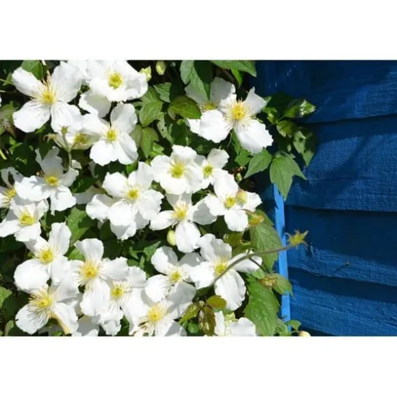 1 VÄXTSKOTT AV CLEMATIS MONTANA GRANDIFLORA KRUKA 16CM CLEMATIS