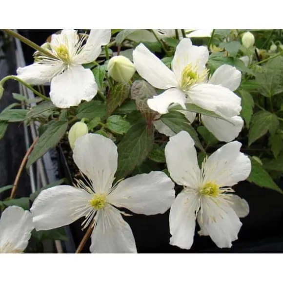 1 VÄXTSKOTT AV CLEMATIS MONTANA GRANDIFLORA KRUKA 16CM CLEMATIS