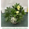 1 VÄXTSKOTT AV HELLEBORUS ICE N' ROSES EARLY WHITE ROSA DI NATALE KRUKA 15CM ELLEBORO PERENNE NATALE