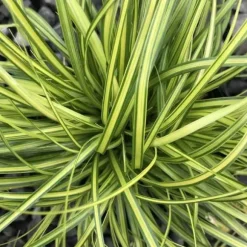 1 VÄXTSLAG AV CAREX OSHIMENSIS EVERGOLD I KRUKA 17CM, UTVÄXT, GRÄNSVÄXTER, PERENNE, ALLTID GRÖN.
