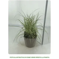 1 VÄXTSLAG AV CAREX OSHIMENSIS EVERGOLD I KRUKA 17CM, UTVÄXT, GRÄNSVÄXTER, PERENNE, ALLTID GRÖN.