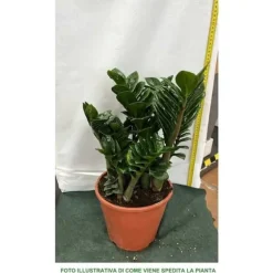 1 ZAMIAPLANTA ZENZI 21CM FÖR INOMHUSAPPARTEMANG