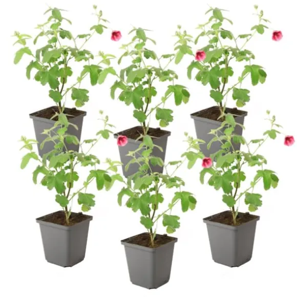 Afrikansk malva - Set om 6 - Anisodontea capensis - Höjd 25-40cm - ⌀9cm