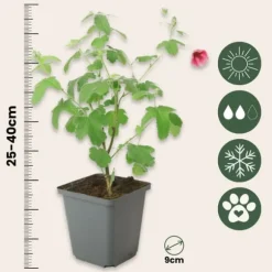 Afrikansk malva - Set om 6 - Anisodontea capensis - Höjd 25-40cm - ⌀9cm
