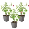 Afrikansk malva - Set om 3 - Anisodontea 'El Rayo' - Höjd 25-40cm - ⌀9cm