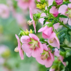 Afrikansk malva - Set om 3 - Anisodontea 'El Rayo' - Höjd 25-40cm - ⌀9cm