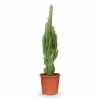 Afrikansk Mjölkträd (Euphorbia Trigona) Ø17 cm, Höjd ca 70 cm
