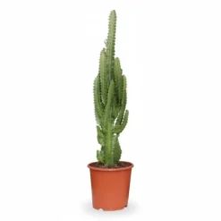 Afrikansk Mjölkträd (Euphorbia Trigona) Ø17 cm, Höjd ca 70 cm