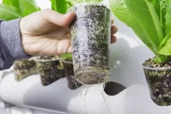 AGRO PERLITE BIOVITA 2-6MM 1L