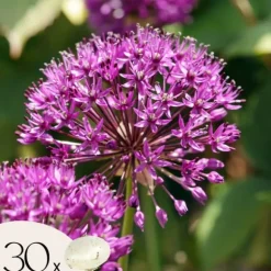 Allium lökar - Set om 30 - Allium 'Purple Sensation' - Blomlökar - Purpur