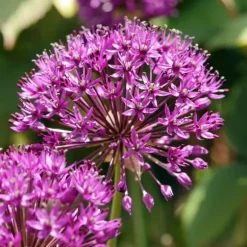Allium lökar - Set om 30 - Allium 'Purple Sensation' - Blomlökar - Purpur