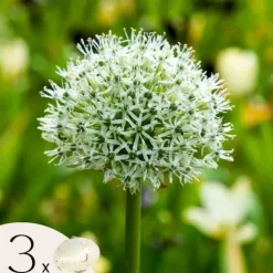 Allium lökar - Set om 3 - Allium 'Mount Everest' - Blomlökar - Vit