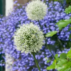 Allium lökar - Set om 3 - Allium 'Mount Everest' - Blomlökar - Vit