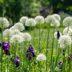 Allium lökar - Set om 3 - Allium 'Mount Everest' - Blomlökar - Vit