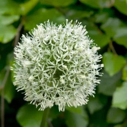 Allium lökar - Set om 3 - Allium 'Mount Everest' - Blomlökar - Vit