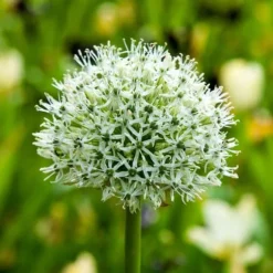 Allium lökar - Set om 3 - Allium 'Mount Everest' - Blomlökar - Vit