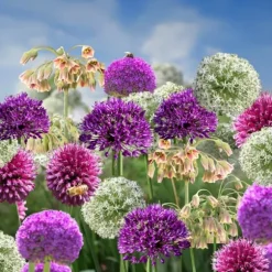 Allium lökar - Set om 160 - Allium - Blomlökar - Flerfärgad