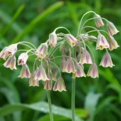 Allium lökar - Set om 160 - Allium - Blomlökar - Flerfärgad