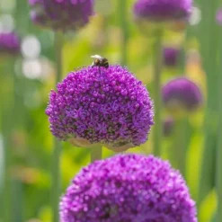 Allium lökar - Set om 160 - Allium - Blomlökar - Flerfärgad