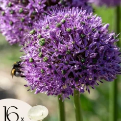 Allium lökar - Set om 16 - Allium 'Gladiator' - Blomlökar - Purpur